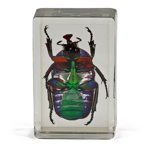 Omegon Prepared Slide Green Ladybird